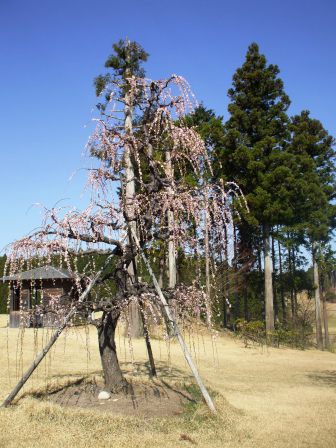 090411しだれ梅１.jpg