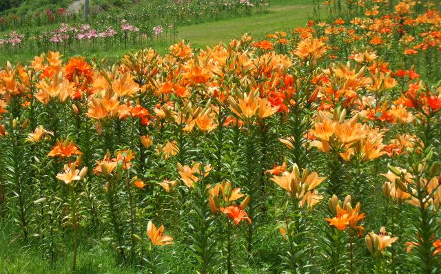 090715ユリ畑オレンジ１.jpg