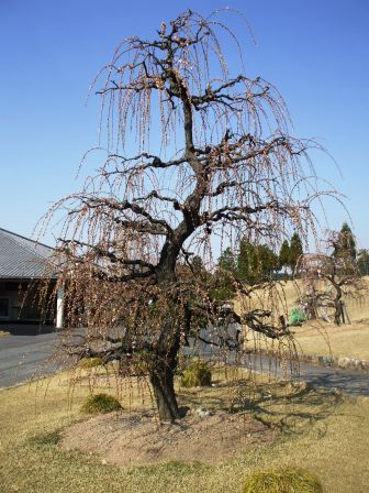 090411しだれ梅２.jpg
