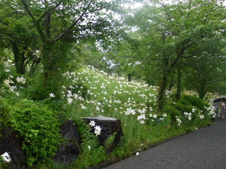 a可睡ゆりの園 34滝右.jpg