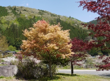 a花桃６ 椛２.jpg