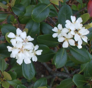 徳川園 08丸葉車輪梅花.jpg