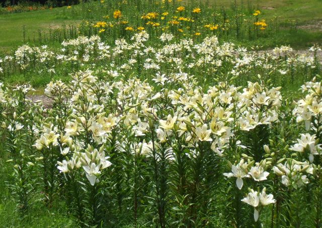 090715ユリ畑シロ１.jpg