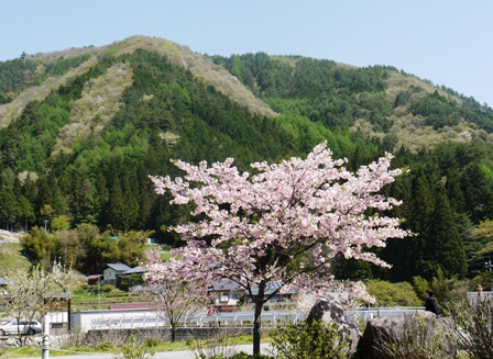 a花桃７ 桜１.jpg
