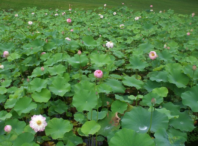 090710恵那峡CC 008.jpg