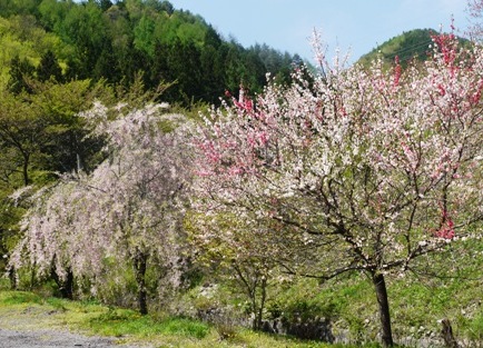 a花桃７ 桜枝垂れ１.jpg