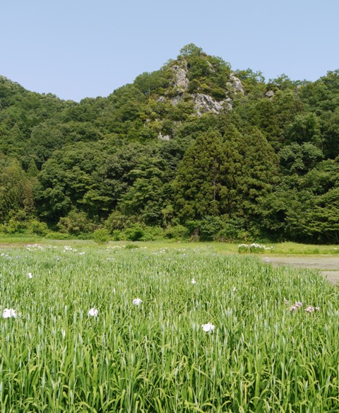 0花菖蒲 026蕾.jpg