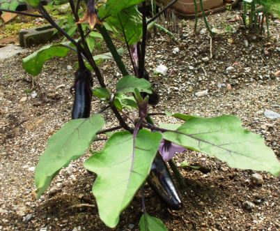 a庭 ナス実.jpg