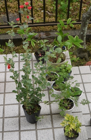 a植物15買い上げ.jpg