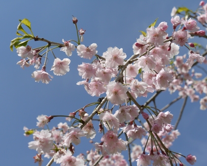 a花桃７ 桜枝垂れ２.jpg