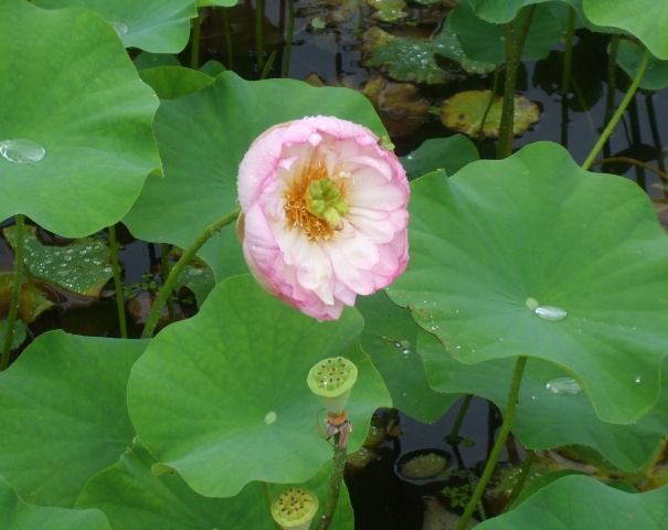 090710恵那峡CC 009.jpg