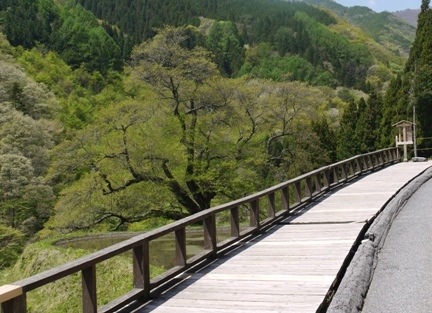 a花桃８ 駒１.jpg