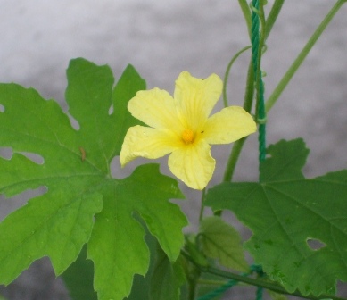 a庭 ゴーヤ花.jpg