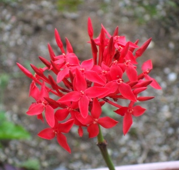 a庭 ペンタス1.jpg