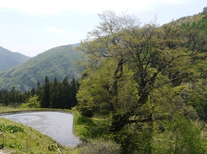 a花桃８ 駒２.jpg