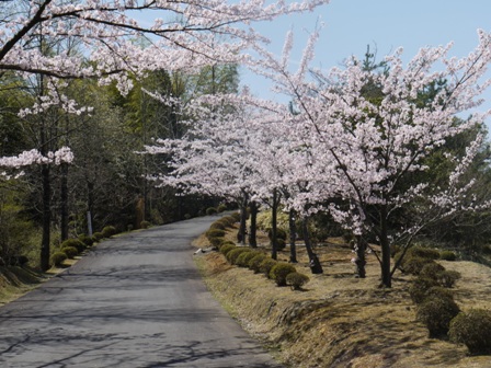 aｓａｋｕｒａ 002.jpg