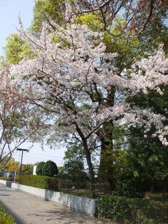 090409市役所桜1.jpg