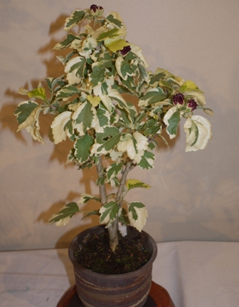 山野草 斑入りムクゲ1.jpg