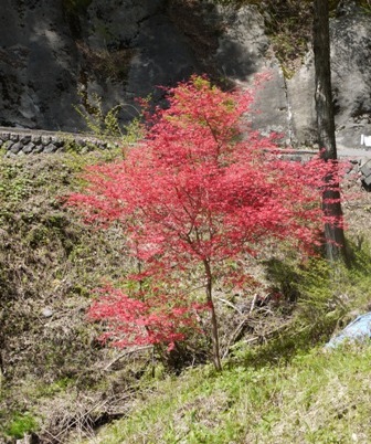 a花桃８ 駒３椛.jpg