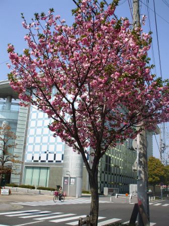 090409市役所桜2.jpg