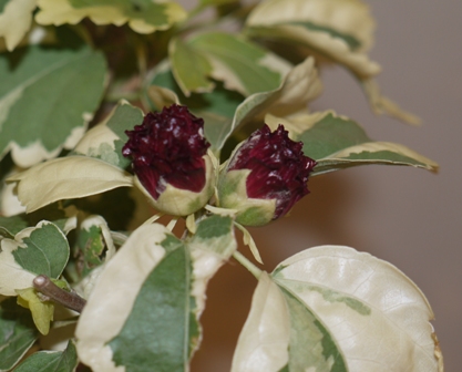 山野草 斑入りムクゲ2.jpg