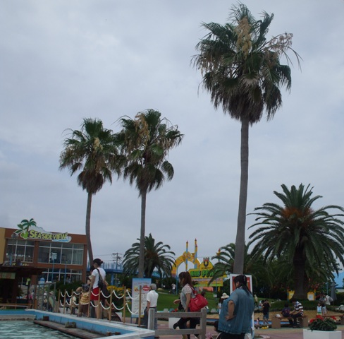 090724知多 028.jpg