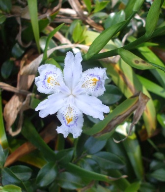 徳川園 13シャガ.jpg