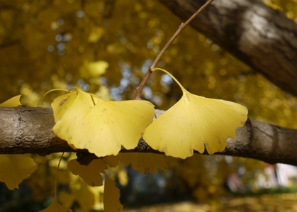 2銀杏の葉1木成.jpg