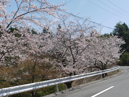 aｓａｋｕｒａ 003.jpg