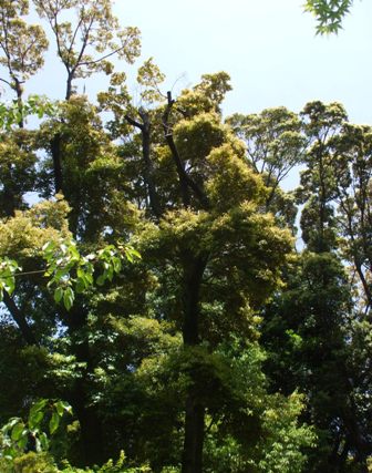 徳川園 14エゴノキ.jpg