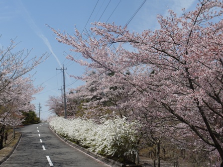 aｓａｋｕｒａ 007.jpg