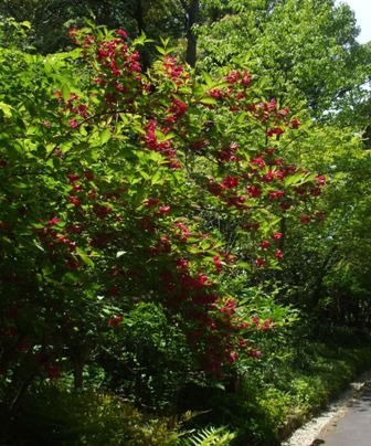 徳川園 15谷空木.jpg