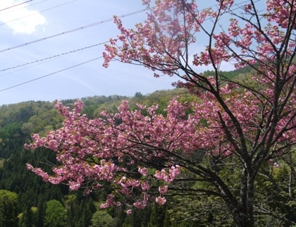 a花桃９ 駒５桜.jpg