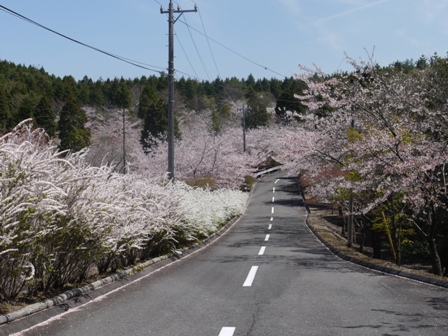 aｓａｋｕｒａ 008.jpg