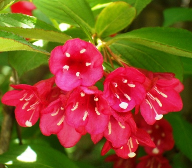 徳川園 20たにうつぎ.jpg