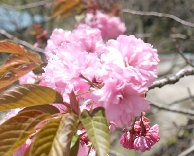 a花桃９ 駒６桜.jpg