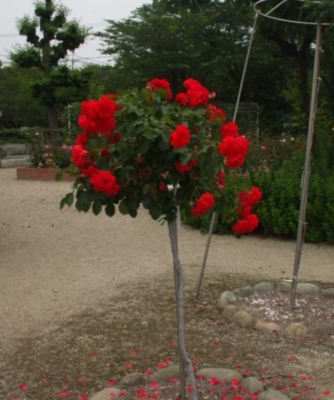 090609a王子バラ 003.jpg