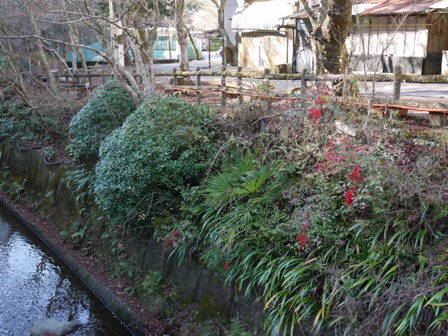 岩屋堂 14南天.jpg