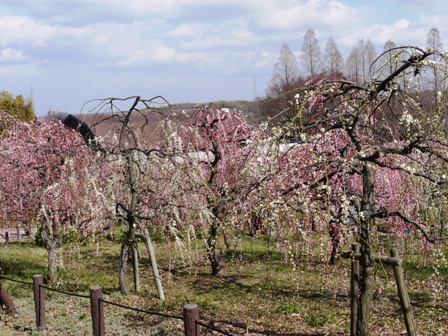 1農業センター 017.jpg