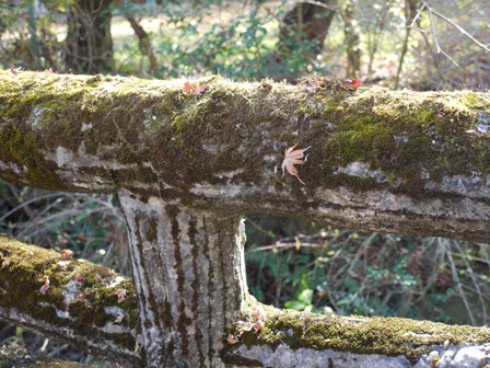 岩屋堂 15コケ橋.jpg