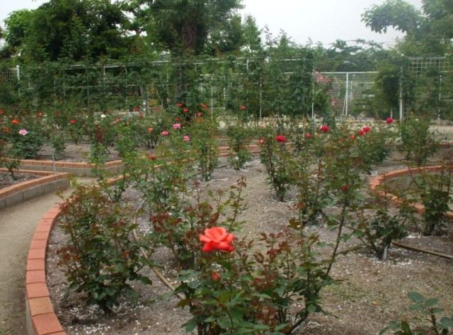 090609a王子バラ 005.jpg