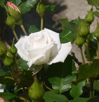 bバラ銀世界 014.jpg