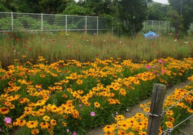 090609a王子バラ 006.jpg