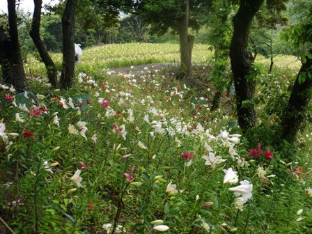 a可睡ゆりの園 06山0白谷.jpg