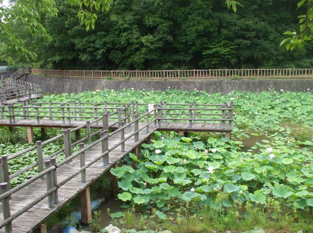 090711蓮池01.jpg
