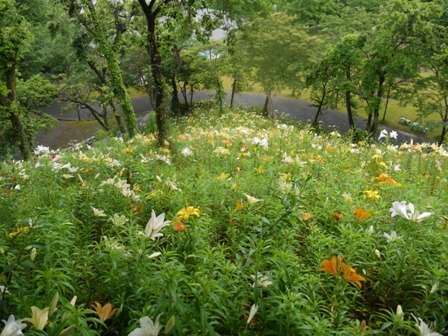 a可睡ゆりの園 07山1.jpg