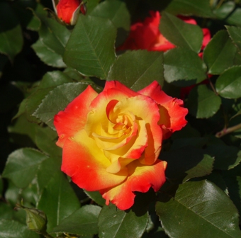 bバラチャールストン 013.jpg