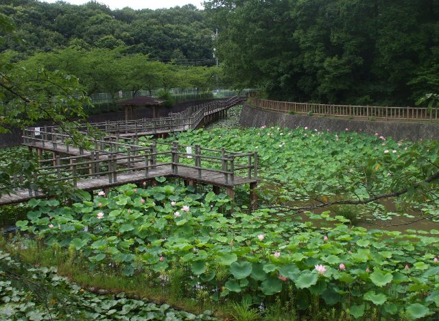 090711蓮池02.jpg