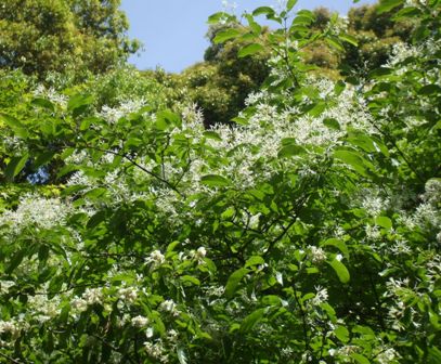 徳川園 25ナンジャモンジャ.jpg