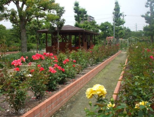 090609a王子バラ 024.jpg